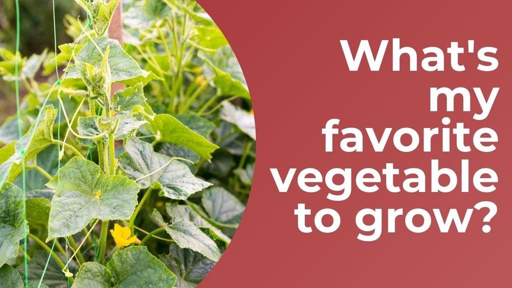 'Video thumbnail for What's My Favorite Vegetable To Grow | Garden Chat | Gardening Tips'