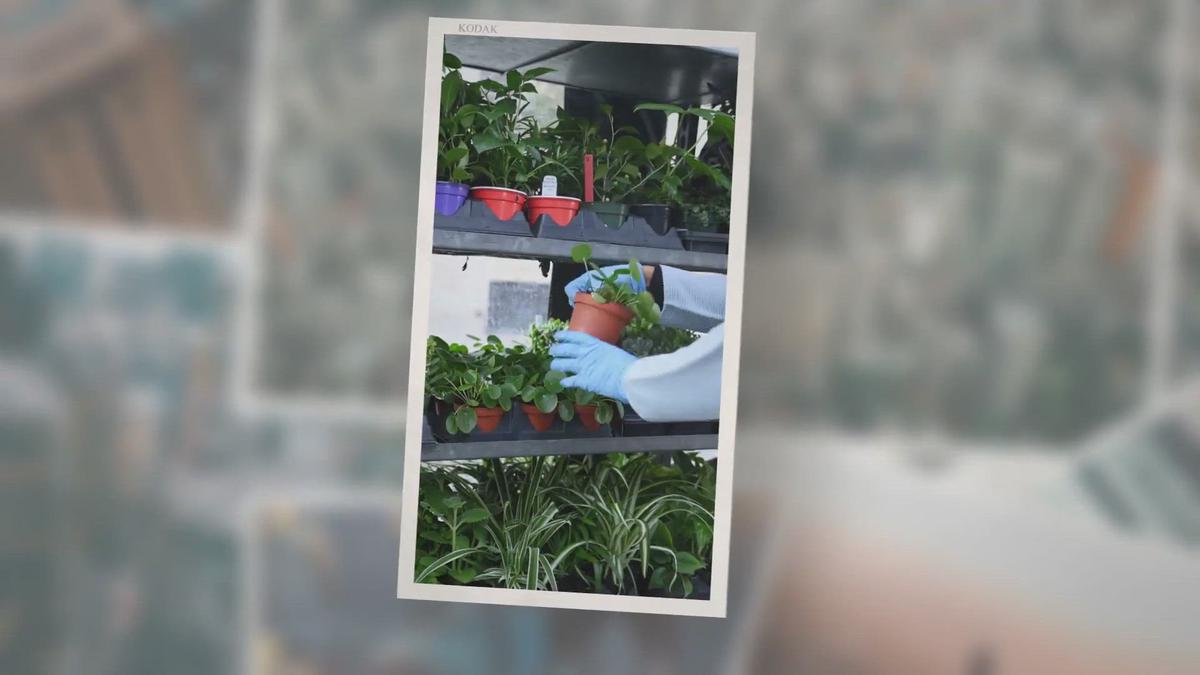 'Video thumbnail for 5 DIY Hydroponic Gardens to Grow Food All-Year-Round'