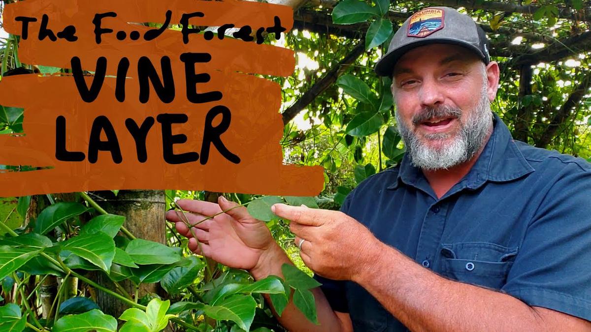 'Video thumbnail for Edible Vines for a Tropical Food Forest'