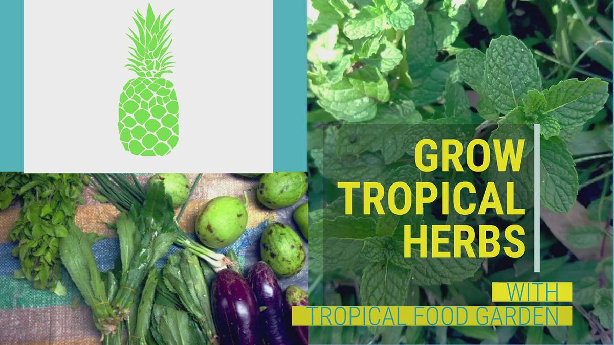 'Video thumbnail for Tropical Herbs'