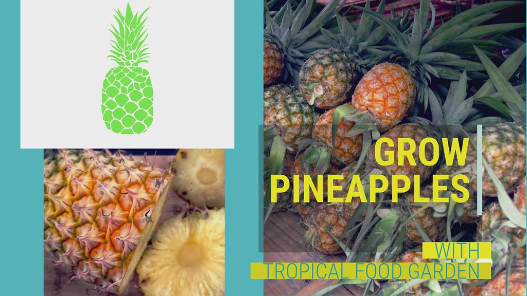 'Video thumbnail for Grow Pineapples'
