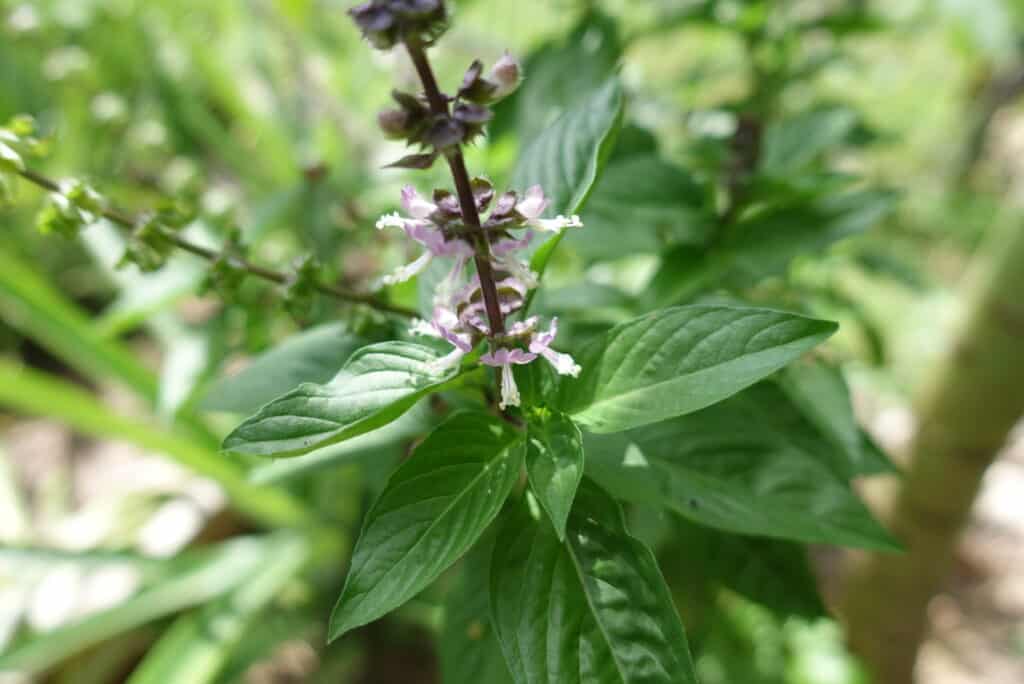 Thai Basil