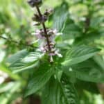 Thai Basil