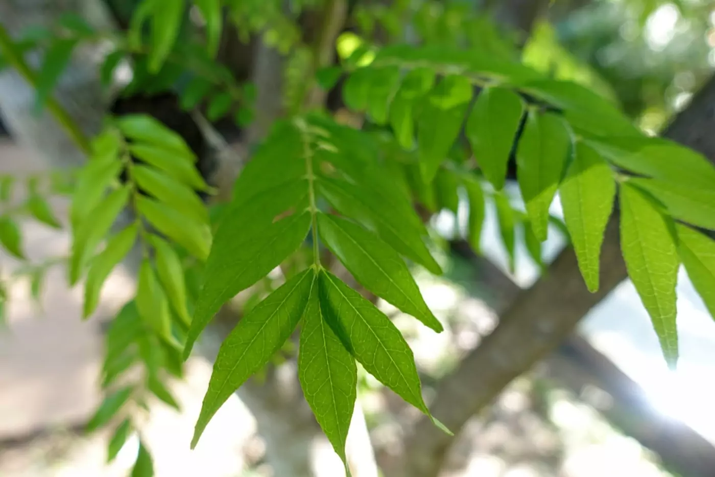 Gardening growing trees