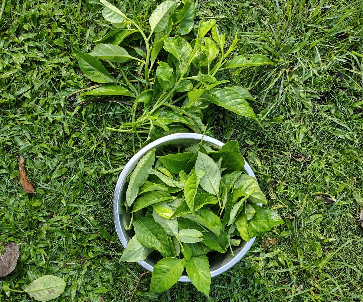 longevity spinach fertiliser