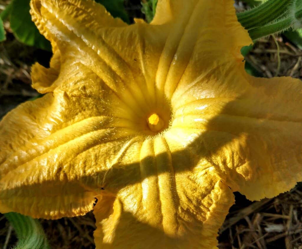 Pumpkin flowering in November in the tropics