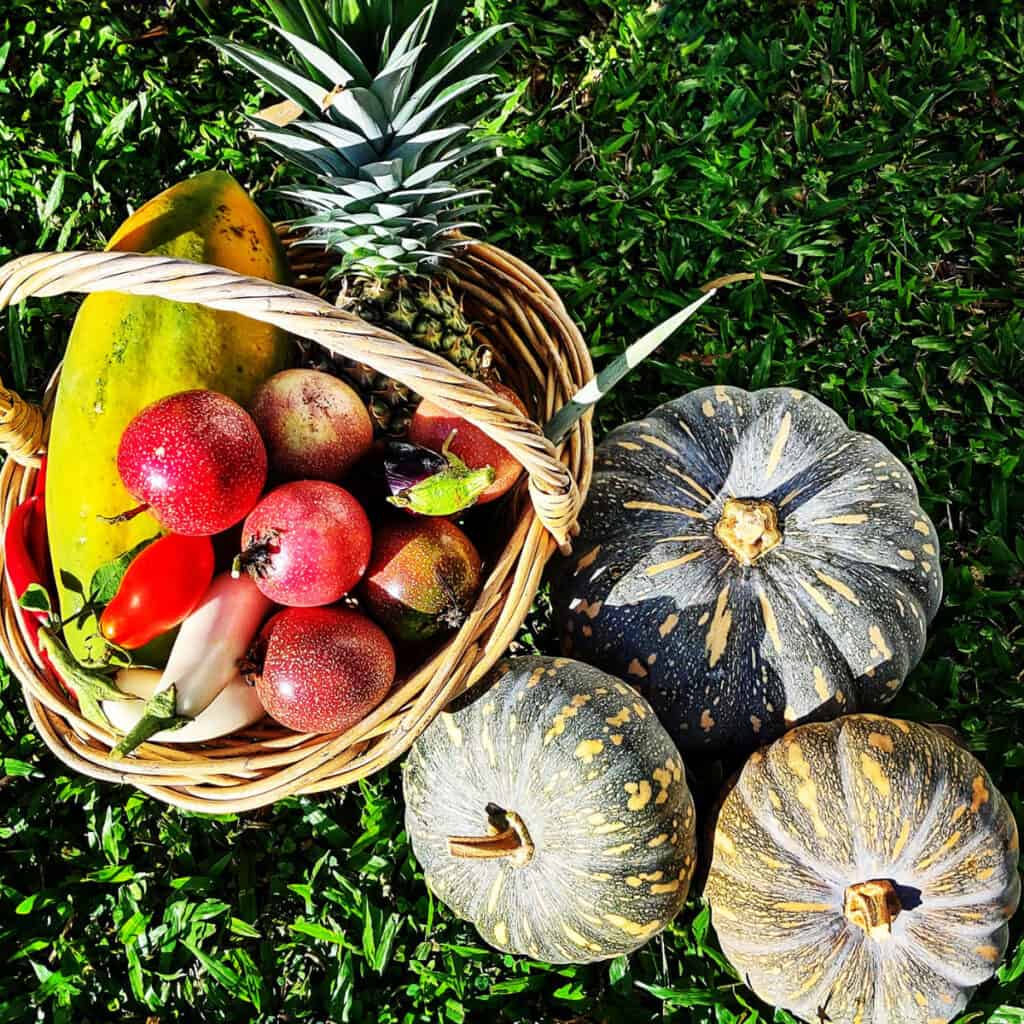 How to tell when pumpkins are ripe and ready to eat