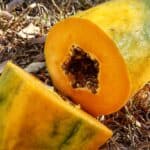 September Harvesting and Planting IMG_20200905_080843348_HDR-01