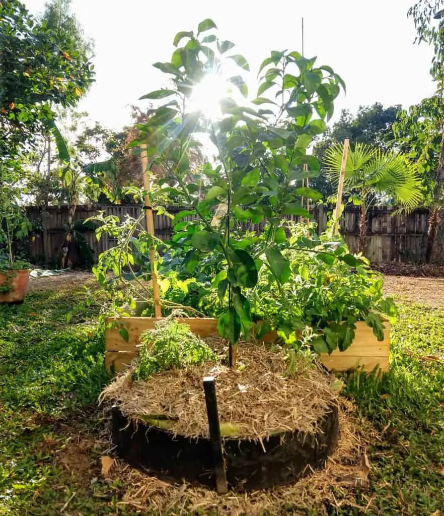 Planting a new grapefruit tree in October in the tropics