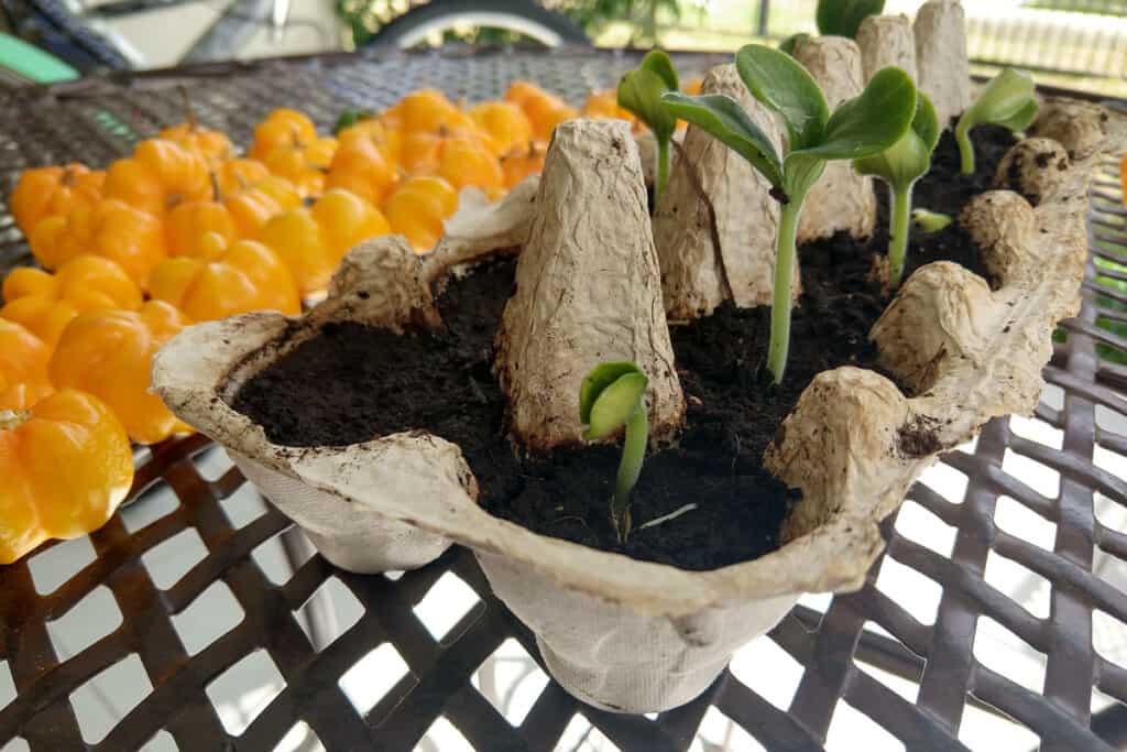 baby pumpkin leaves plan what do they look likets