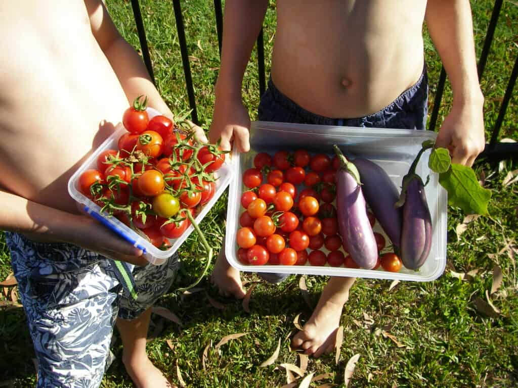 Food Plants That Grow in The Tropics Tropical Food Garden