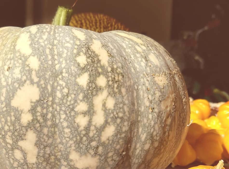 growing pumpkins in the tropics 