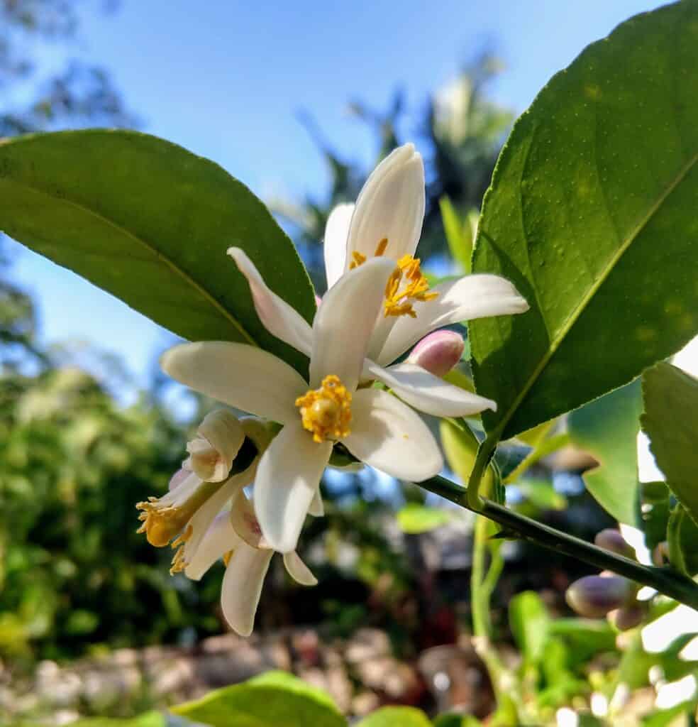 Lemon tree flowering in late August in the tropics