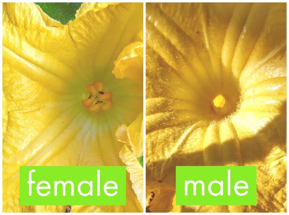 male and female pumpkin flowers