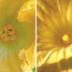 pumpkin flowers male and female side by side