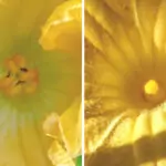 Growing Pumpkins in the Tropics? pumpkin flowers male and female side by side