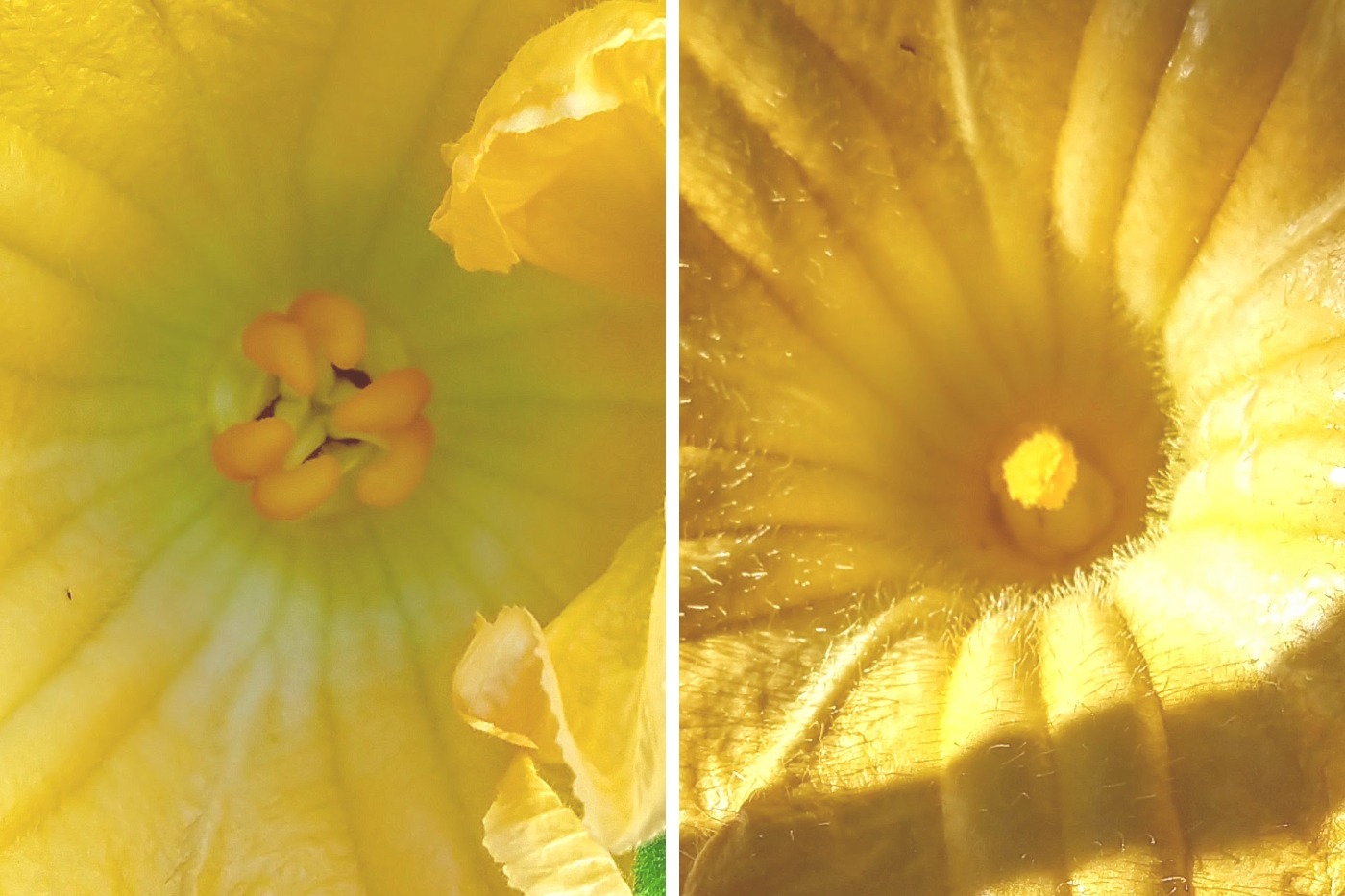 pumpkin flowers male and female side by side