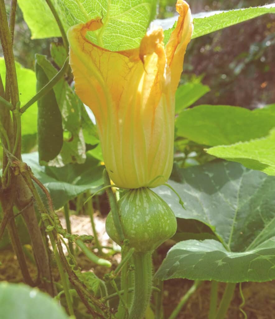 pumpkin growing in the tropics