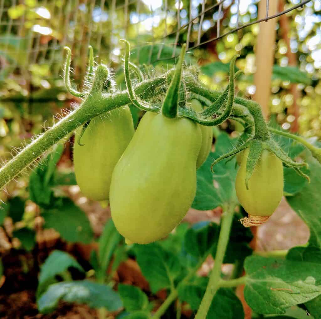 Roma tomatoes setting fruit in August in the tropics