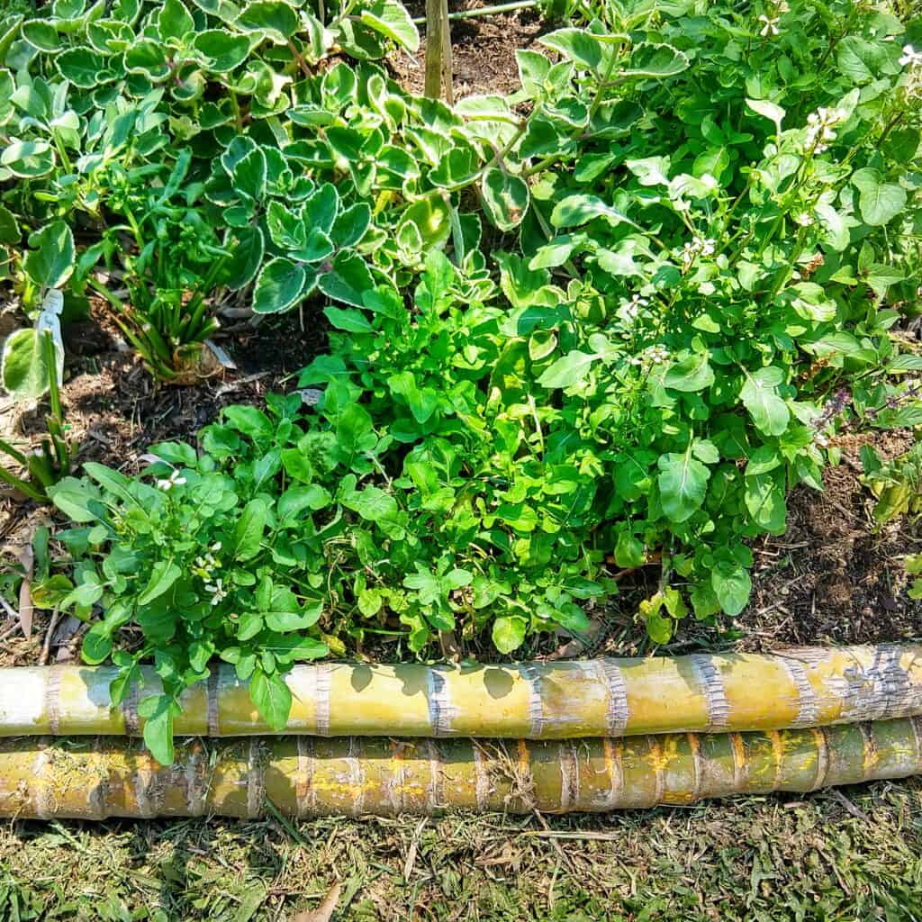 December growing vegetables garden