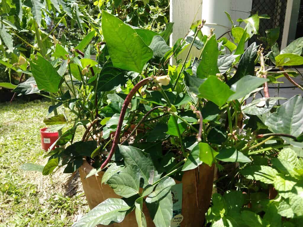 Growing dwarf red snake beans in a pot