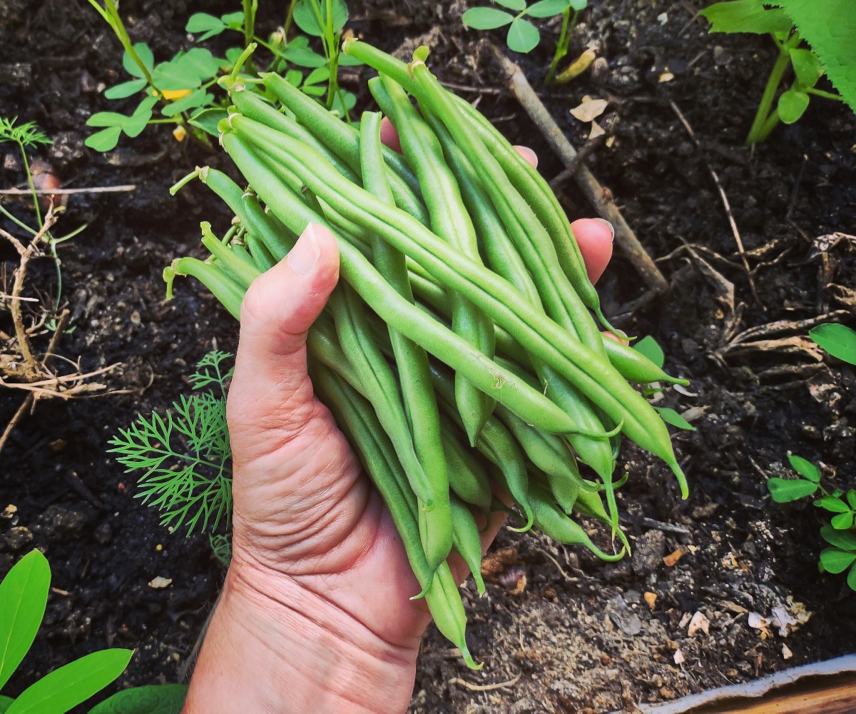 Harvesting green beans in November