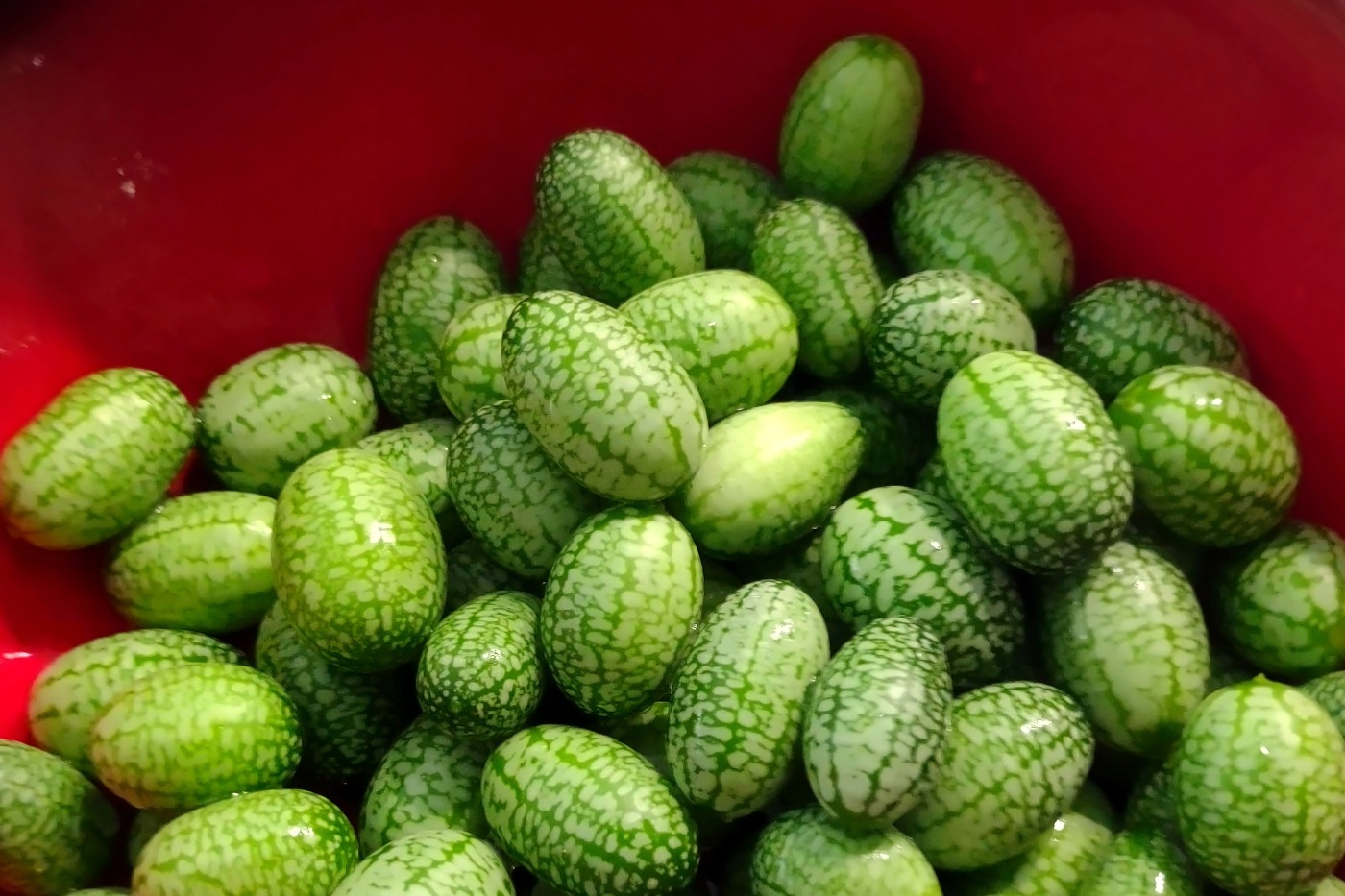 bowl of cucamelons picked in February