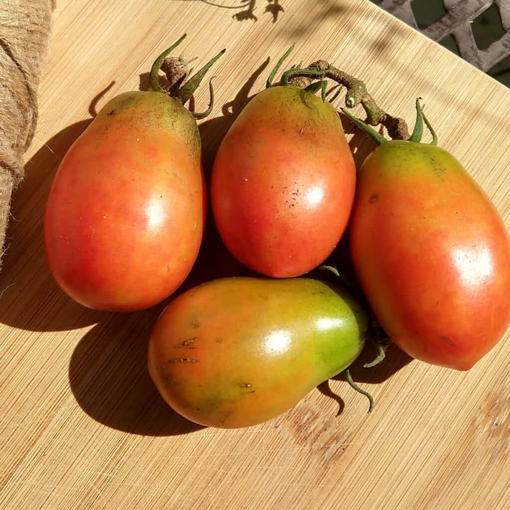 Wet Season gardening tomatoes