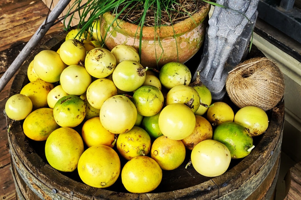 passion fruit in wet season