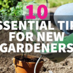 10 essential tips for new gardeners