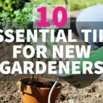 10 Essential Tips For New Gardeners 10 essential tips for new gardeners