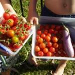 Food Plants That Grow in The Tropics food plants to grow in the tropics