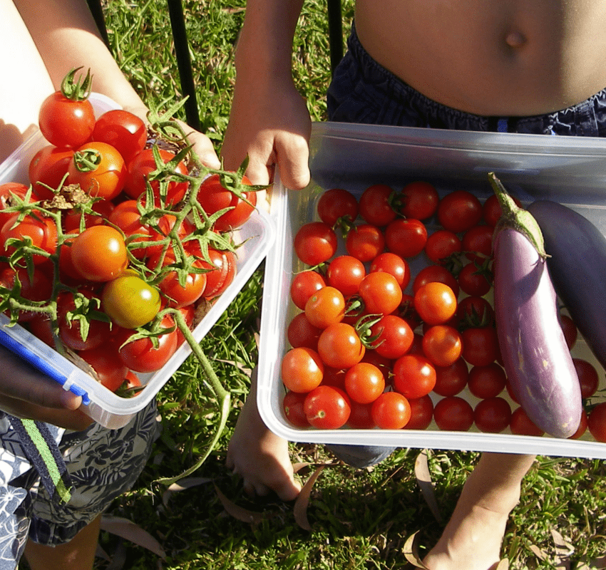 food plants to grow in the tropics