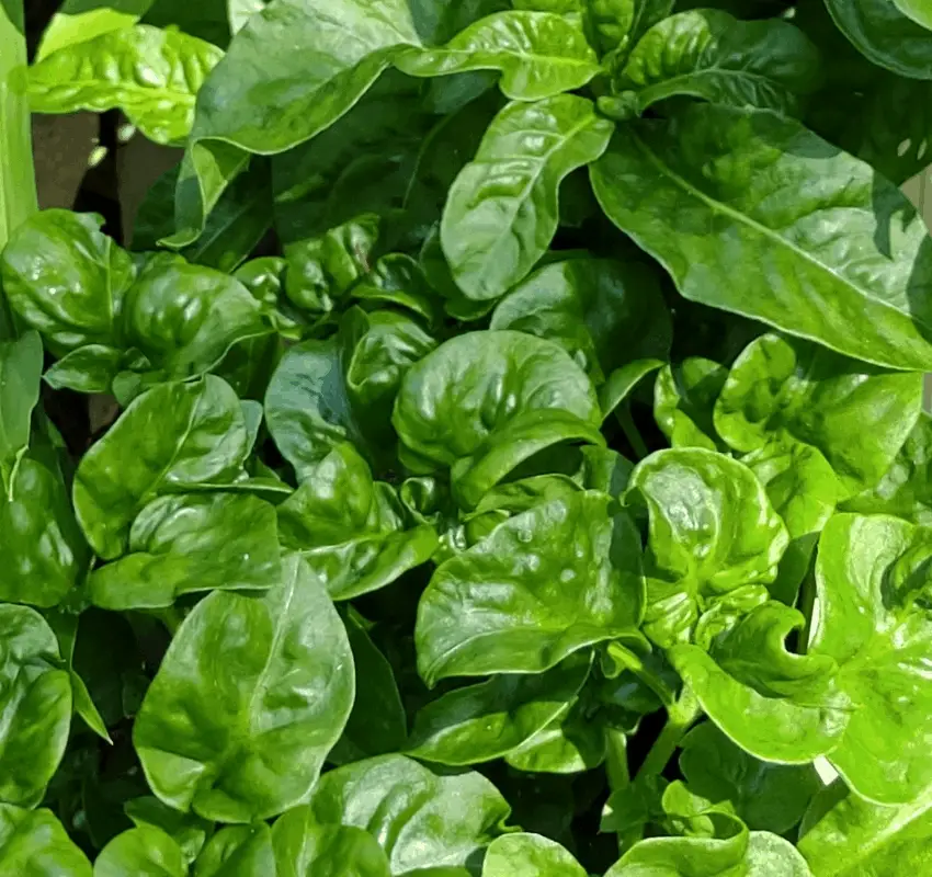 tropical spinach greens you can grow in the tropics