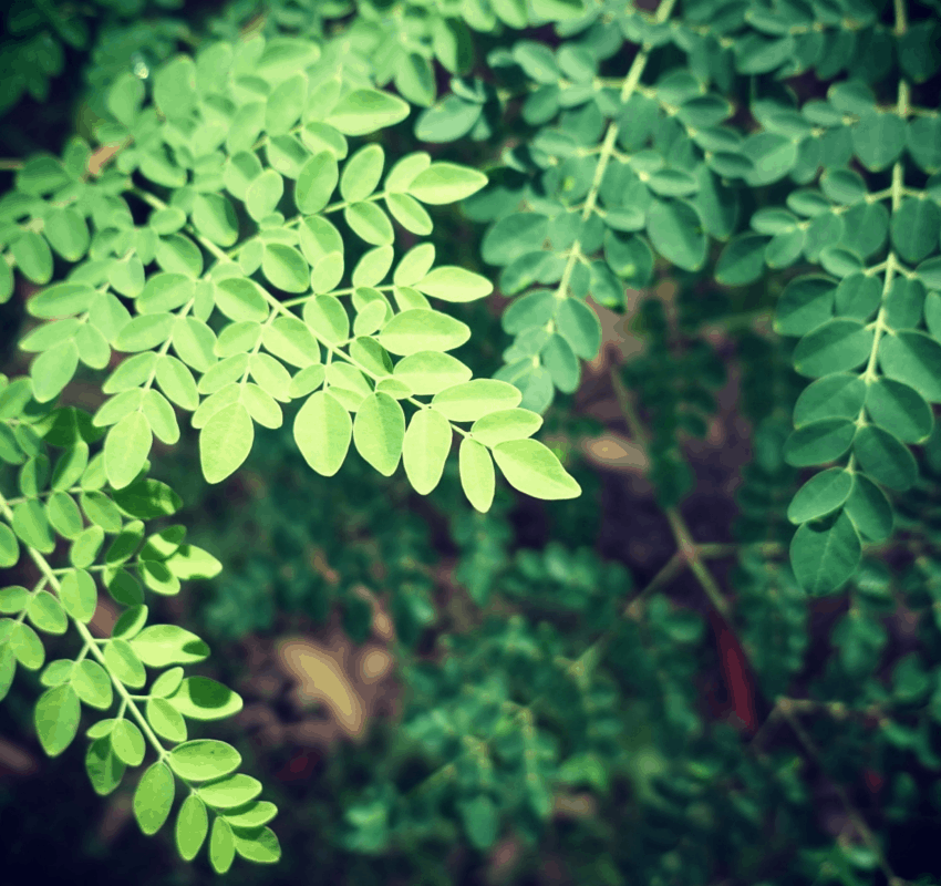 trees to grow garden tropics food