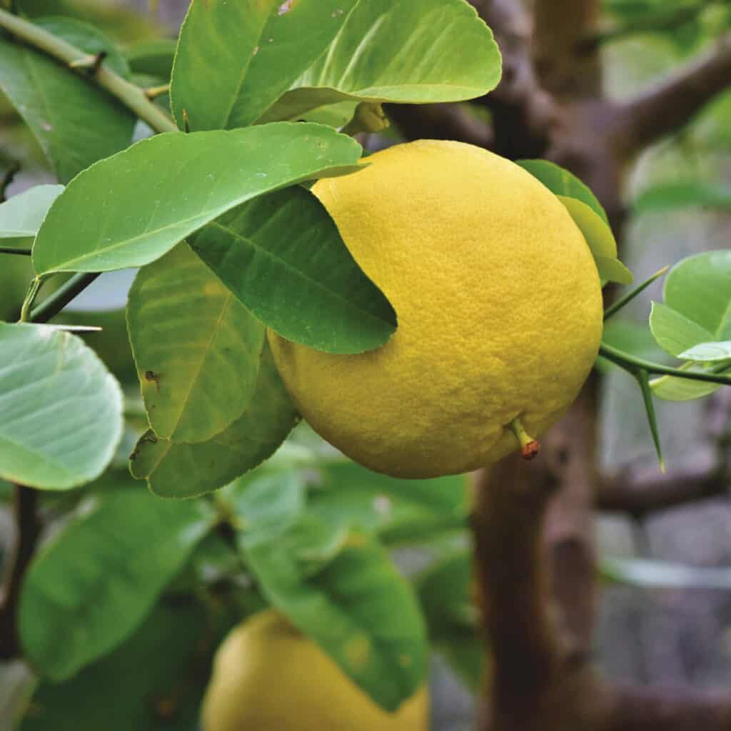 Grapefruit Tree