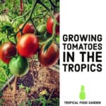 Growing-tomatoes-in-the-tropics-1