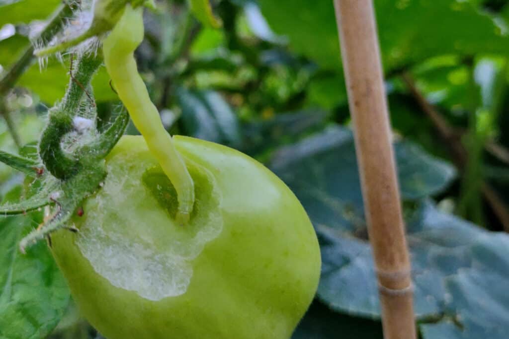 Holes in tomatoes Tomato pests in the tropics caterpillars