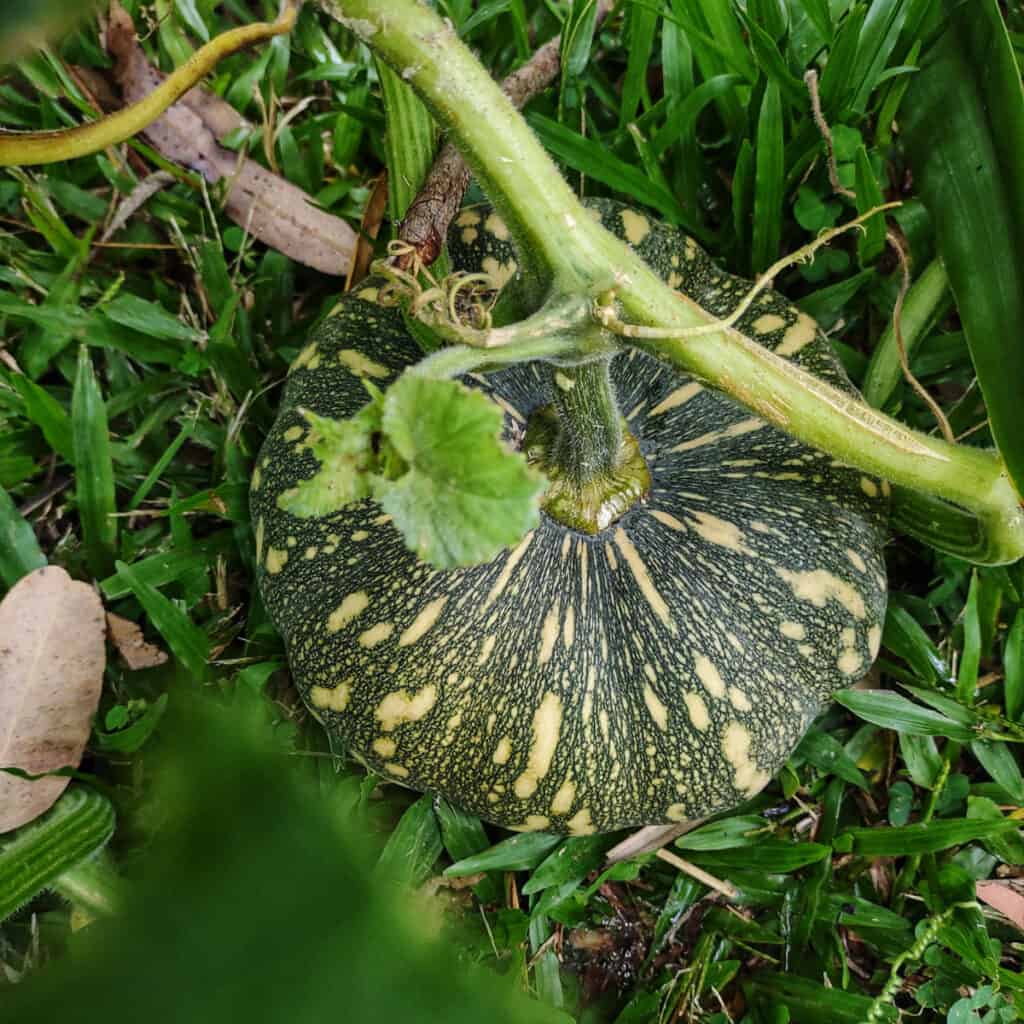 Tropical Garden in May Pumpkins