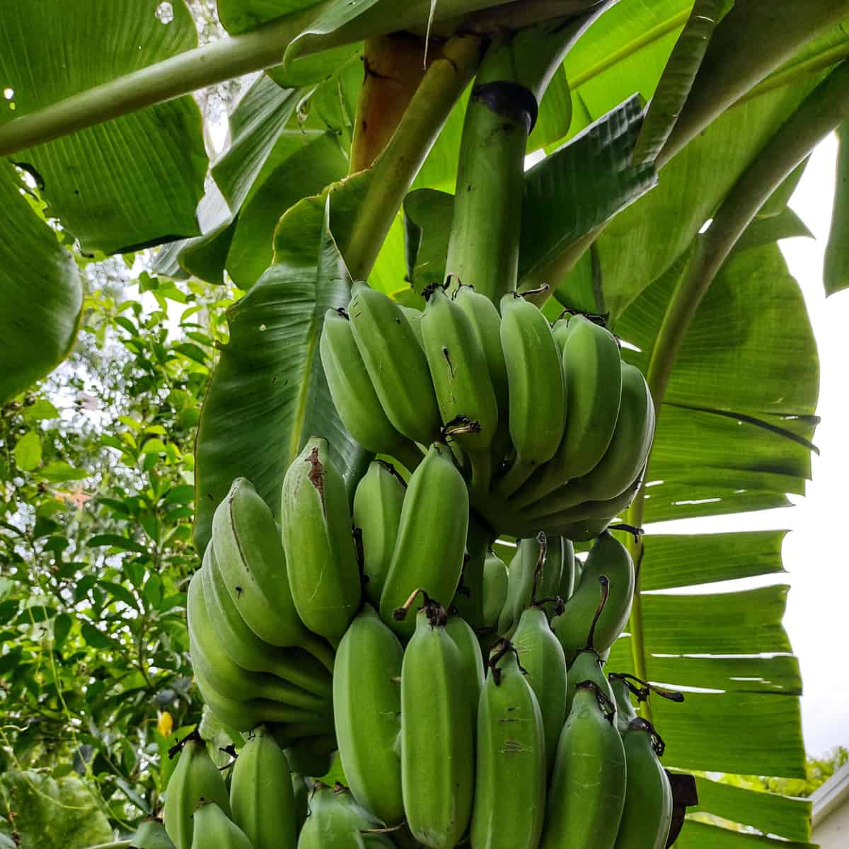 Tropical Garden in May bananas