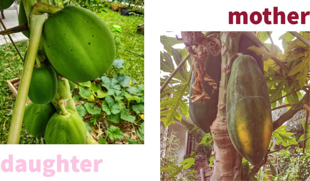 Tropical Garden in May papayas