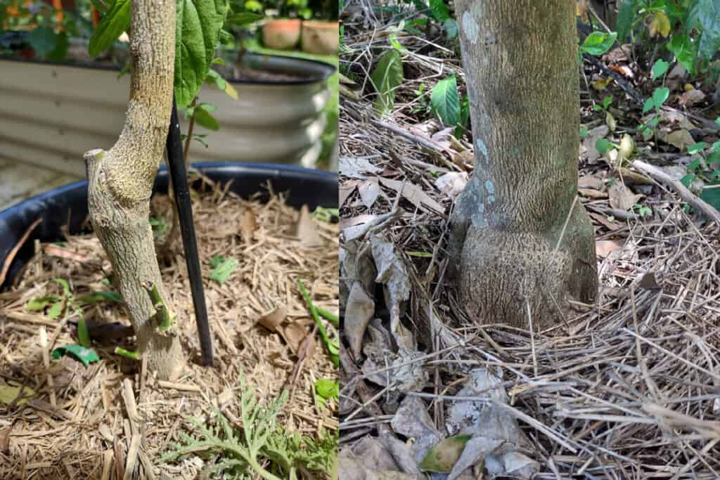 identify graft lines on citrus trees