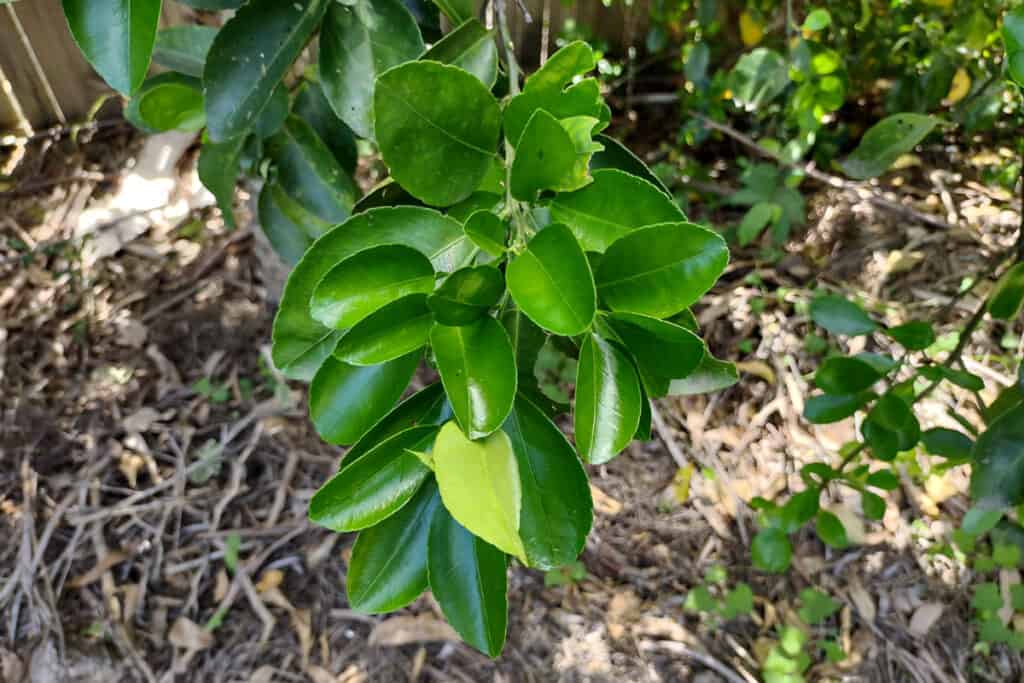 grapefruit leaves what do grapefruit leaves look like