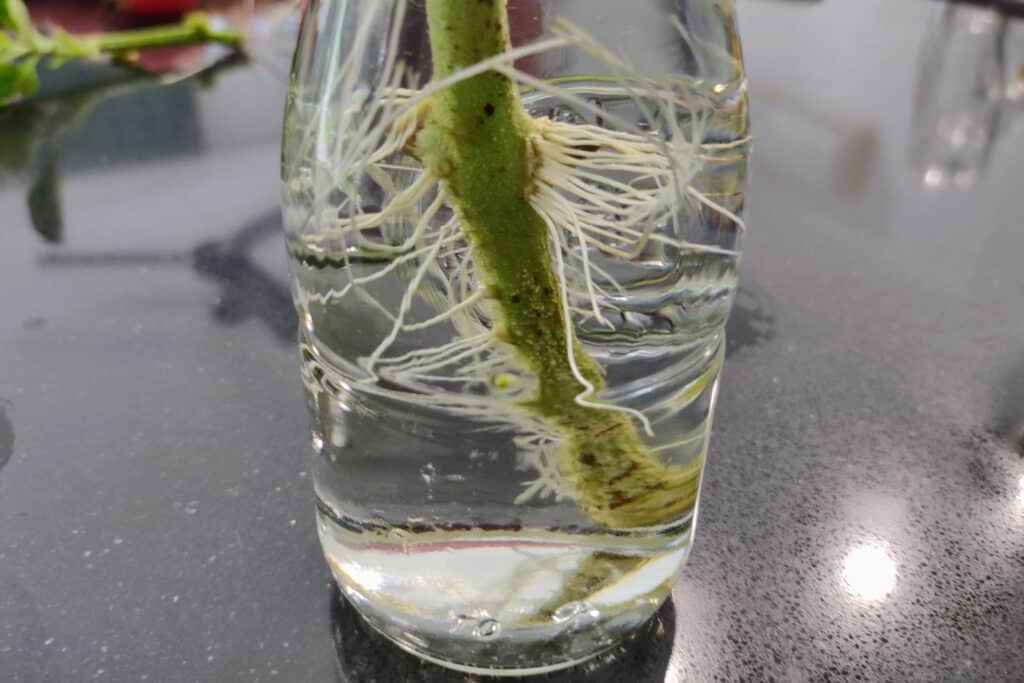 rooting in water growing tomatoes in the tropics from cuttings