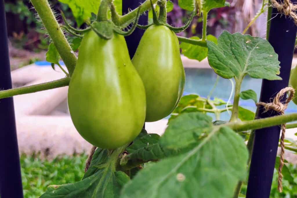 growing tomatoes up a fence