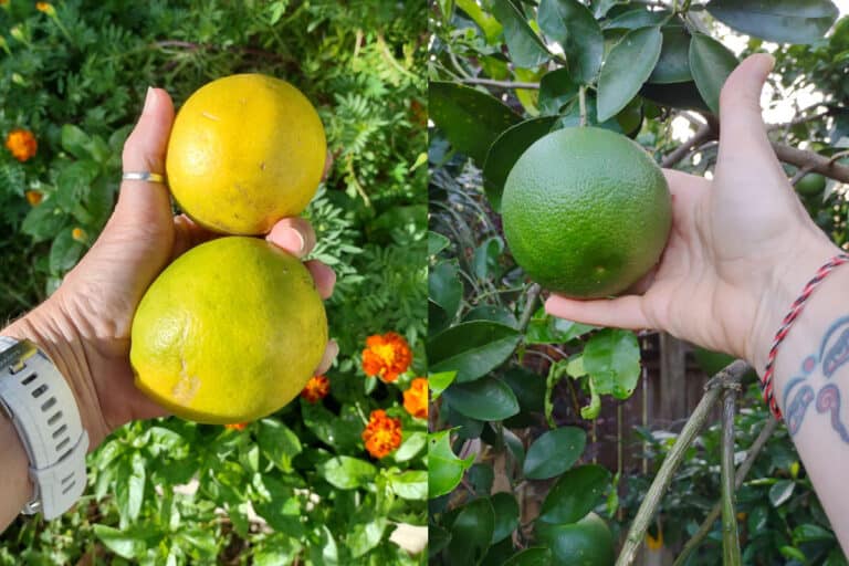 Grapefruit Tree (Growing, Caring For, Grapefruit Uses)