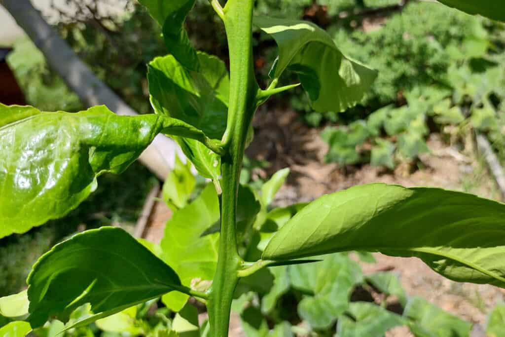 water sucker on citrus tree plant