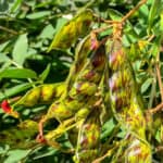 What are pigeon peas pigeon pea pods on the pigeon pea plant