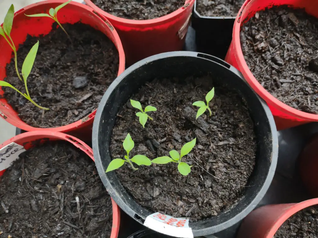 green chili seedlings