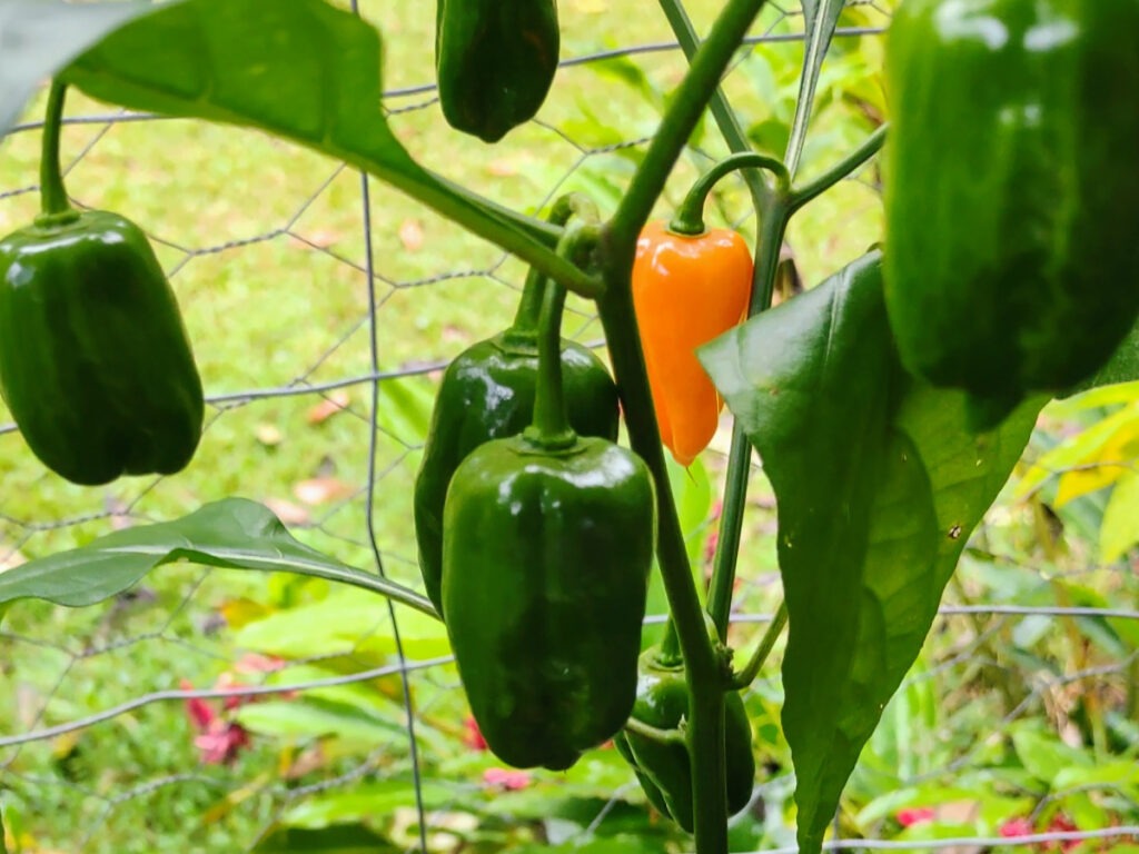 orange and green chili plant